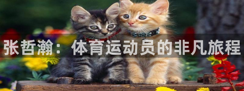 vsport体育在线官网：张哲瀚：体育运动员的非凡旅程